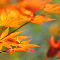 lcz5221的头像-凡客源码